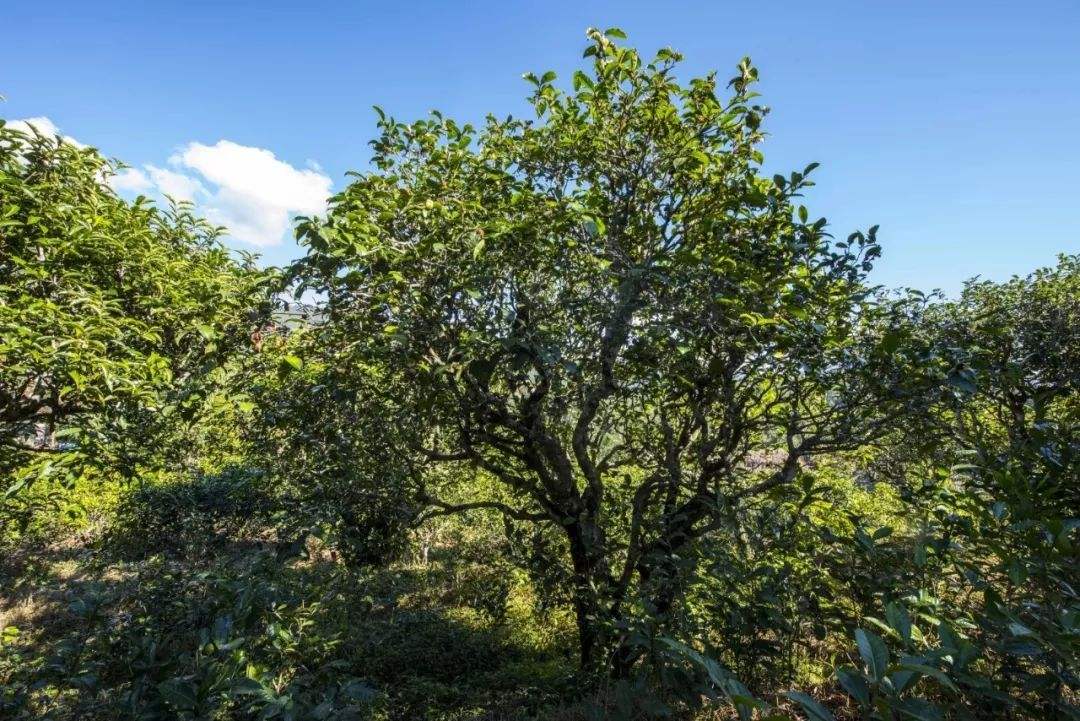 2022年鎮(zhèn)沅老海塘古樹(shù)春茶口感？