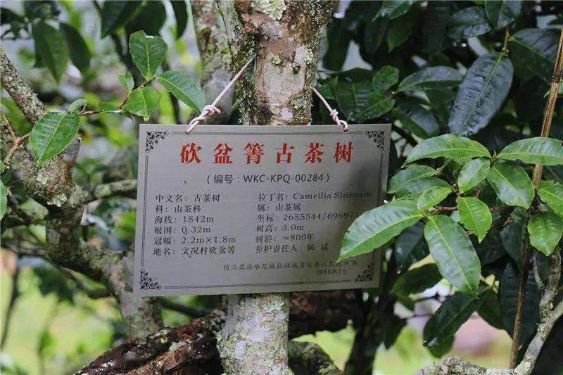 2022年鎮(zhèn)沅砍盆箐古樹(shù)春茶價(jià)格？