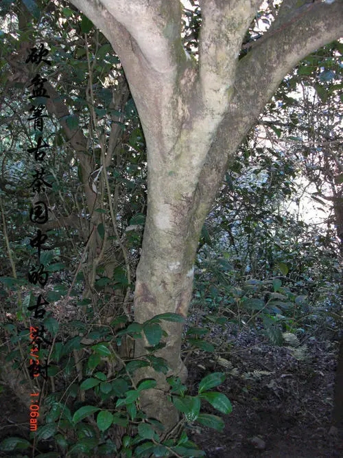 2022年鎮(zhèn)沅砍盆箐古樹(shù)春茶多少錢一公斤？