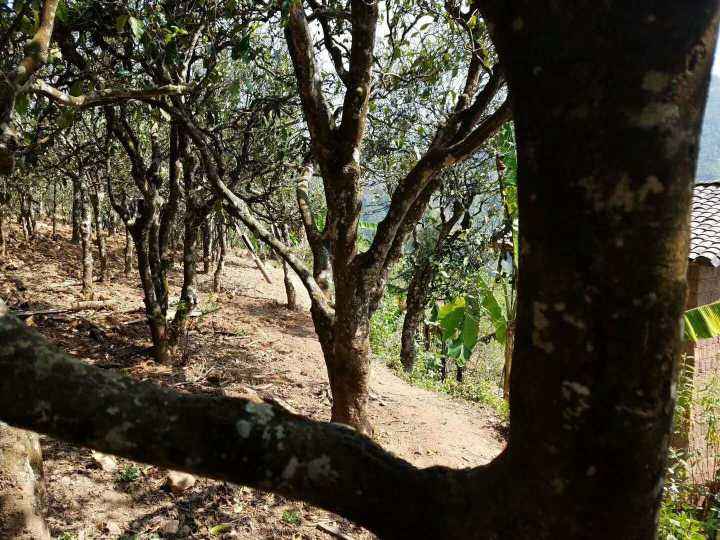 2022年鎮(zhèn)沅打筍山古樹(shù)春茶多少錢一公斤？