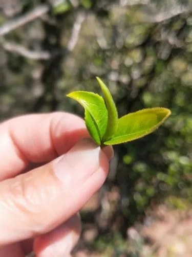 2022年野性十足的鎮(zhèn)沅打筍山古樹春茶！
