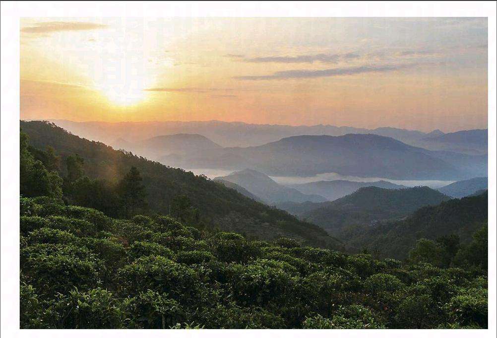 2022年鎮(zhèn)沅老烏山古樹(shù)春茶口感？