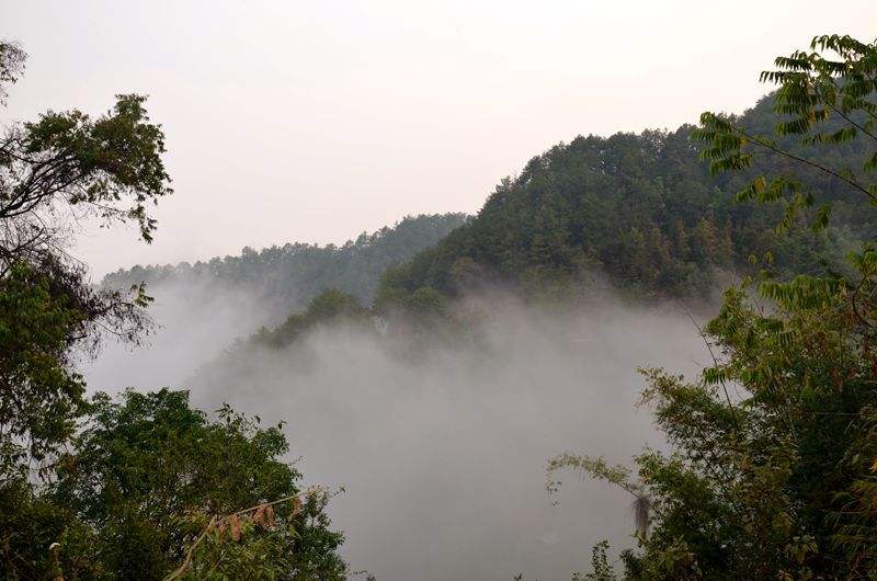 2022年鎮(zhèn)沅老烏山古樹春茶多少錢一公斤？