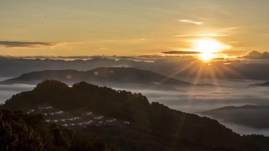 2022年別樣的味道，鎮(zhèn)沅老烏山古樹春茶