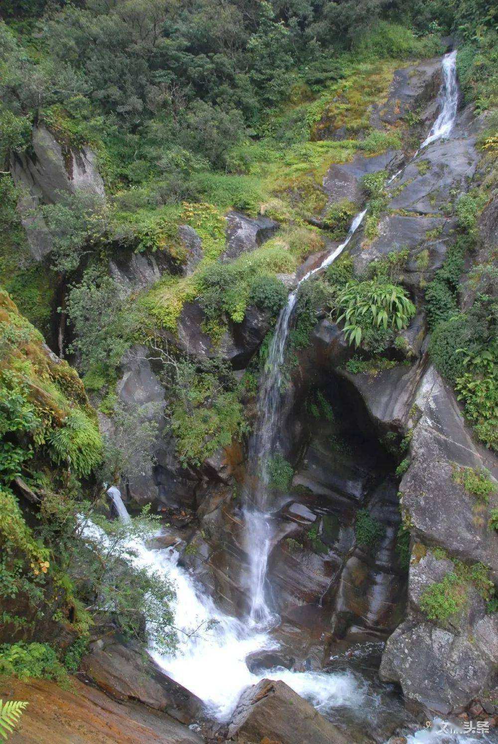 2022年鎮(zhèn)沅千家寨古樹春茶特點(diǎn)？