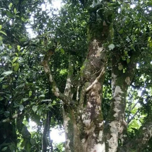 2022年鎮(zhèn)沅千家寨古樹春茶口感？