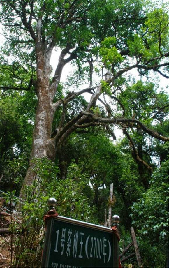 2022年鎮(zhèn)沅千家寨古樹春茶價(jià)格？