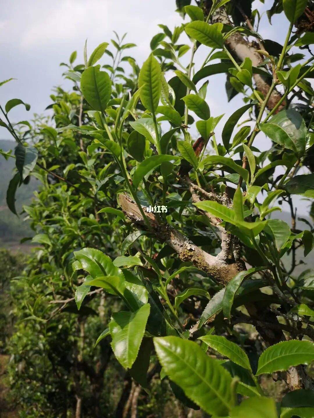 2022年寧洱擺尾箐古樹春茶口感？