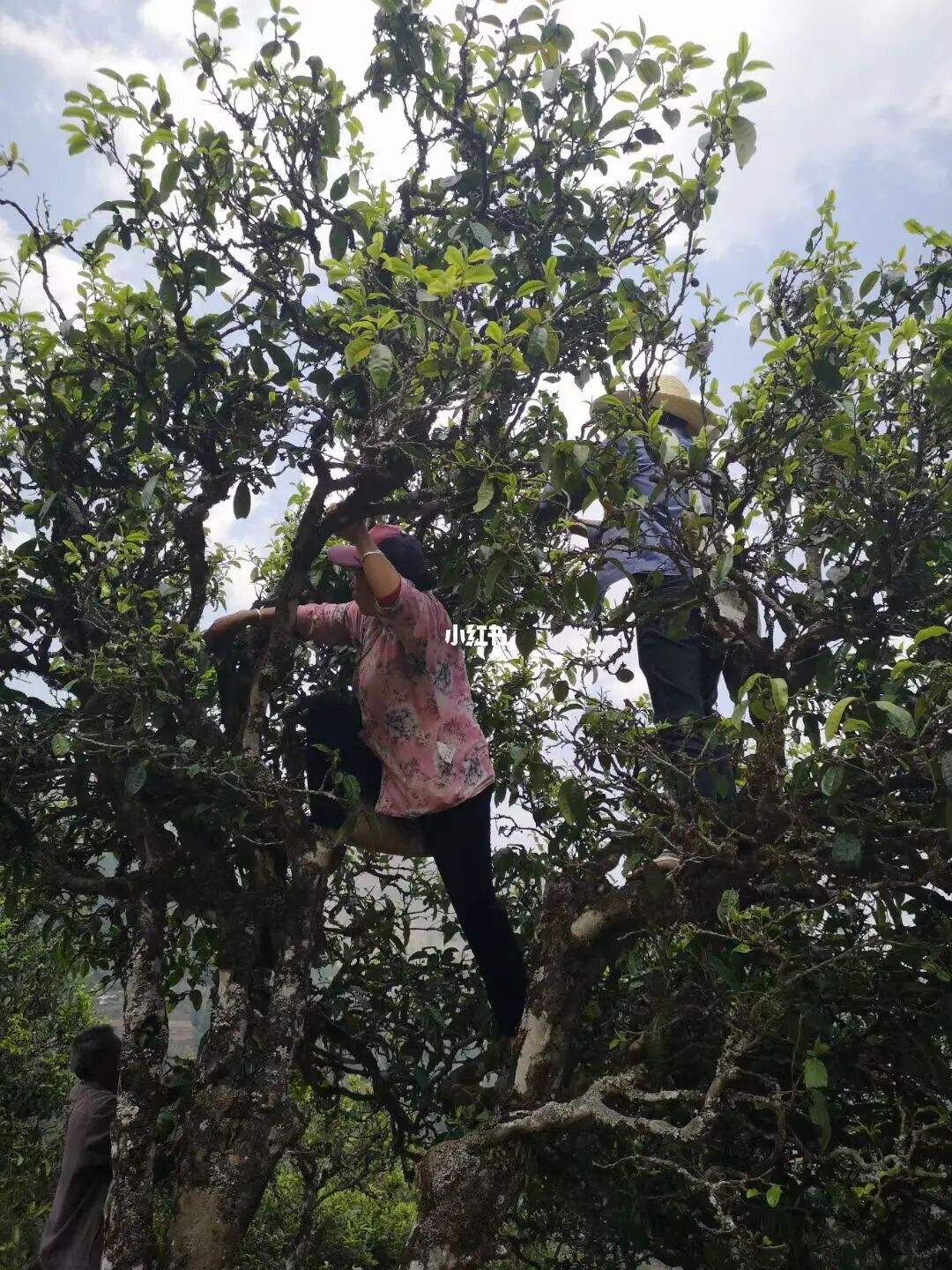 2022年寧洱擺尾箐古樹春茶特點(diǎn)？