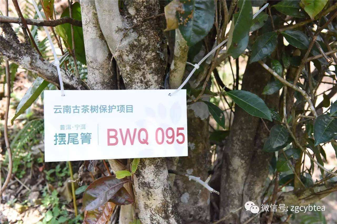 2022寧洱擺尾箐古樹春茶多少錢一公斤？