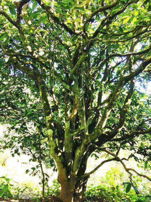 2022年這個春天，回到家鄉(xiāng)擺尾箐，與家人一起用心制茶！