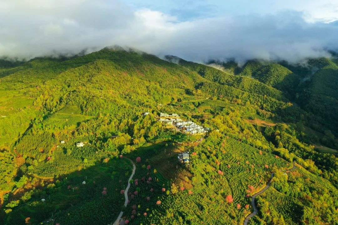 2022年困鹿山古樹春茶口感是什么？