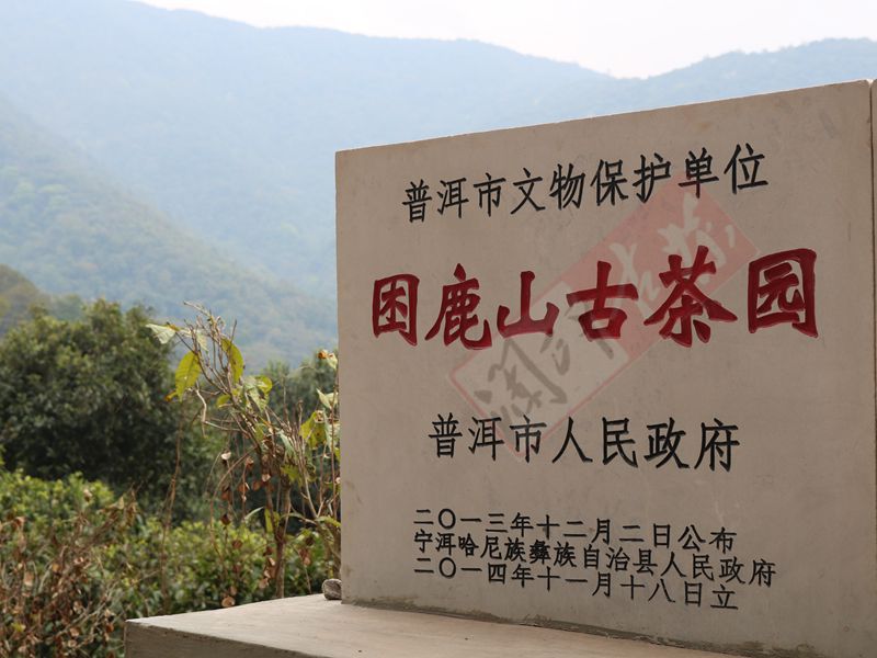 2022年困鹿山古樹春茶多少錢一公斤？