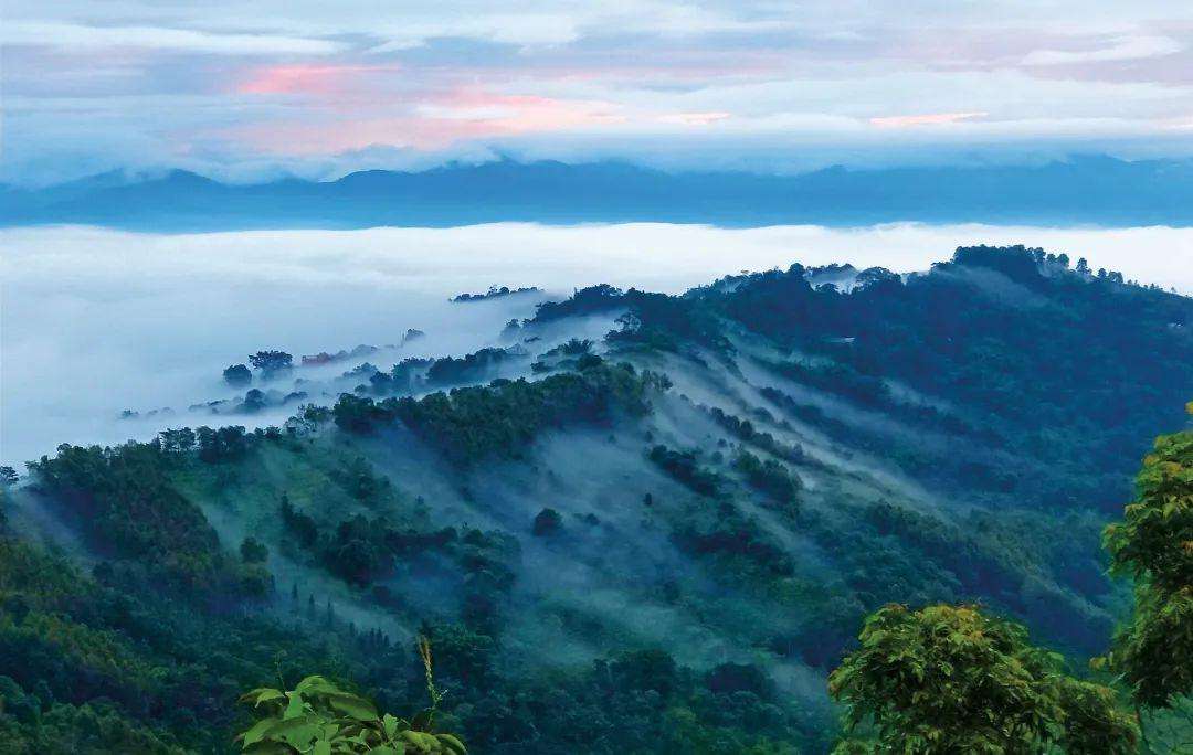 2022年景邁山古茶林為什么可以申遺？