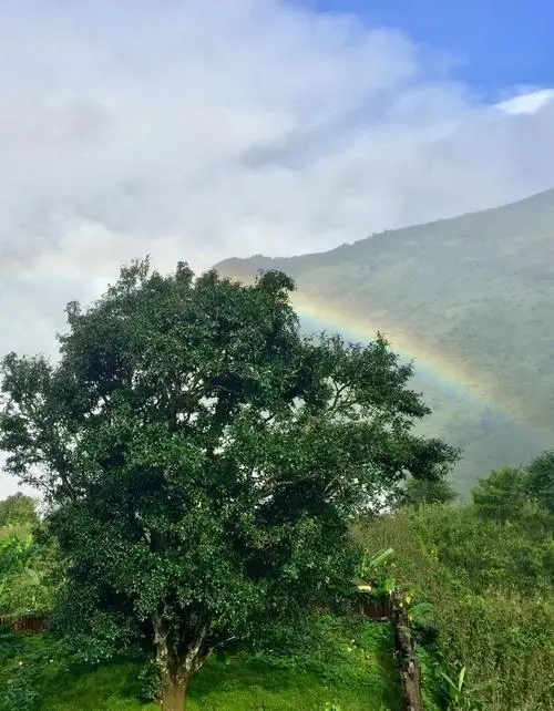 2022 年邦崴古樹春茶價(jià)格多少錢一公斤？