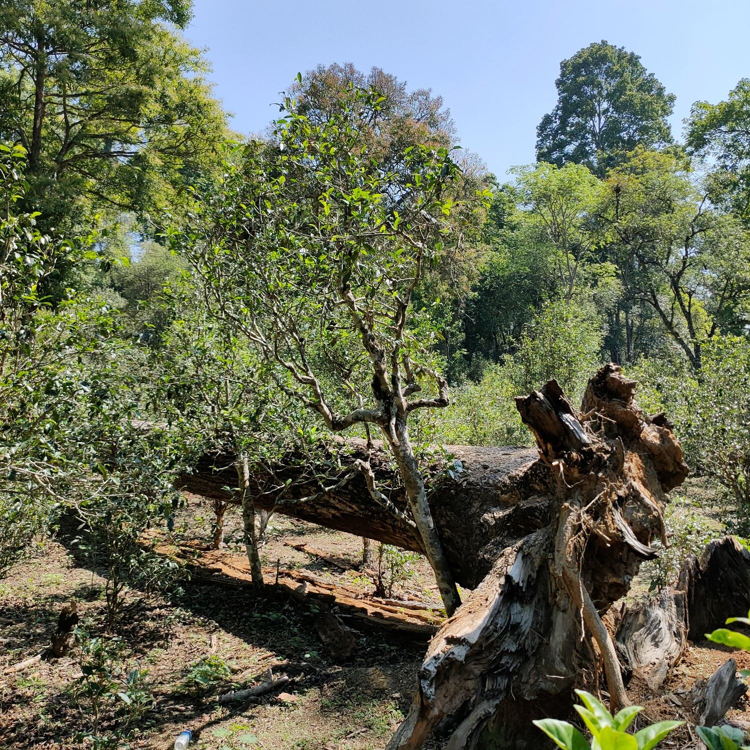 2022麻黑古樹春茶口感？