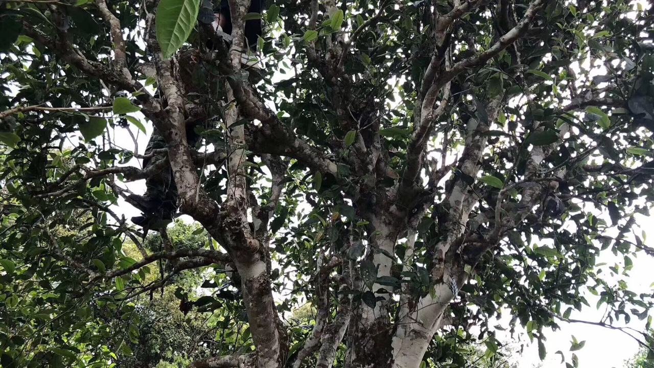 2022年麻黑古樹春茶價(jià)格？