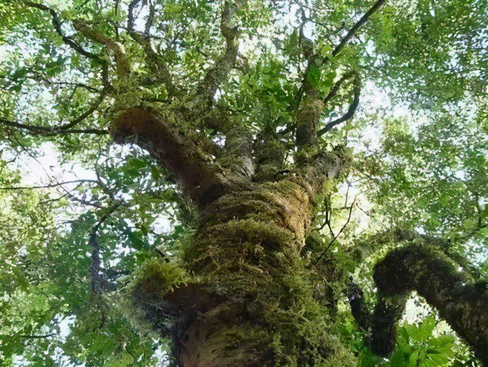 2022年落水洞古樹春茶特點(diǎn)？