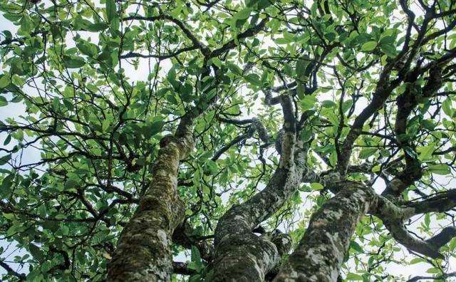 2022年落水洞古樹春茶多少錢一公斤？