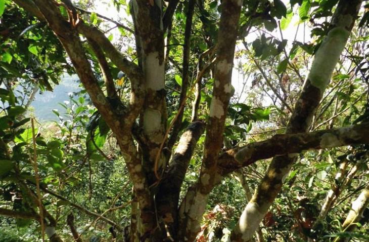 2022年大漆樹古樹春茶特點(diǎn)？