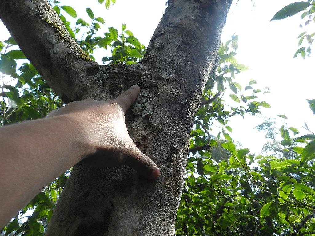 2022年大漆樹古樹春茶口感？