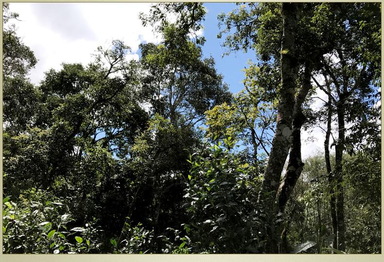 2022年大漆樹古樹春茶丨你壓根就喝不到的喉韻，它就有