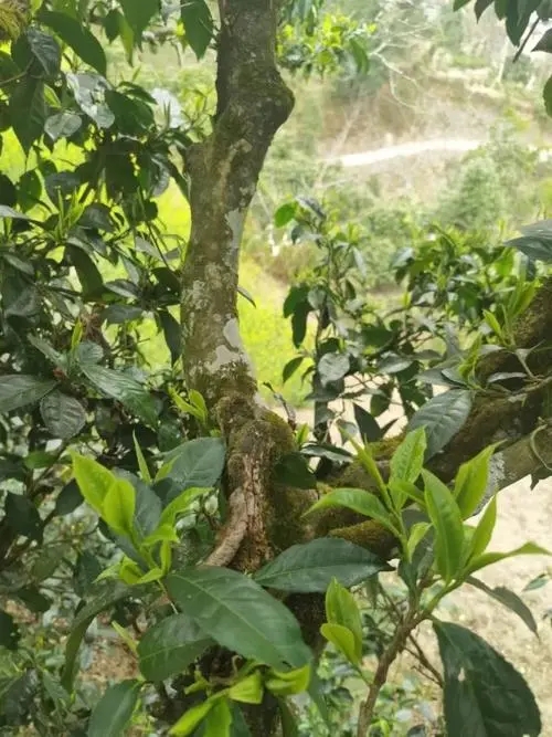 2022年彎弓古樹(shù)春茶特點(diǎn)？