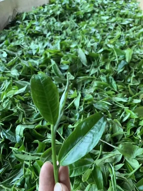 2022年彎弓古樹春茶口感？