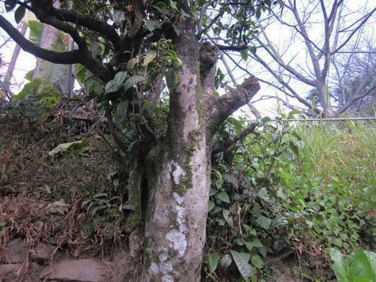 2022年白茶園古樹(shù)春茶特點(diǎn)？