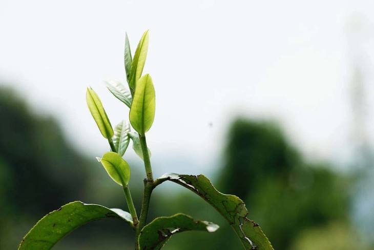 2022年白茶園古樹春茶品鑒！