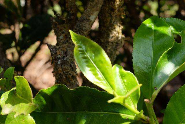 2022年白茶園古樹春茶價格？