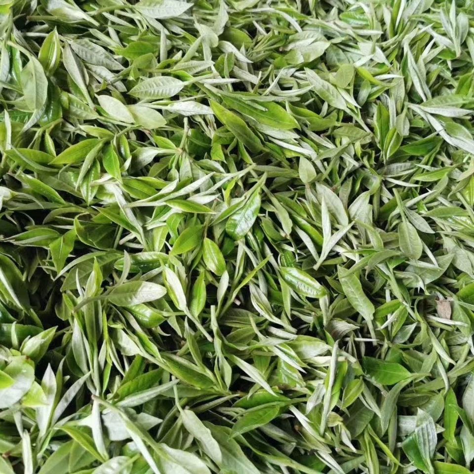 2022年白茶園古樹春茶多少錢一公斤？