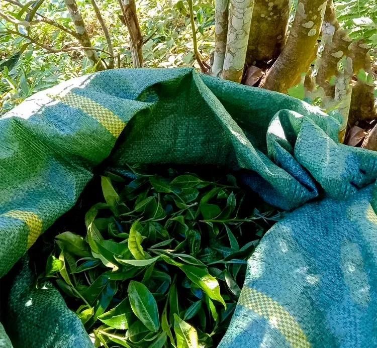 2022年鳳凰窩古樹春茶口感？