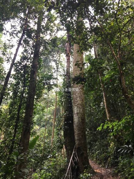 2022年刮風寨茶王樹古樹春茶特點？