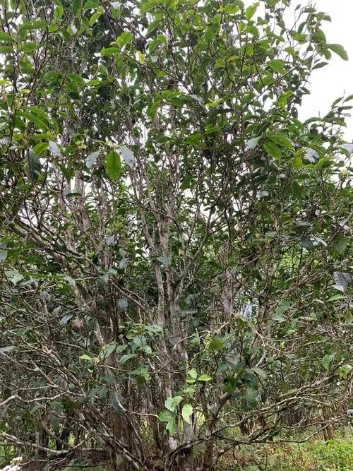 2022年刮風(fēng)寨茶王茶古樹春茶口感？