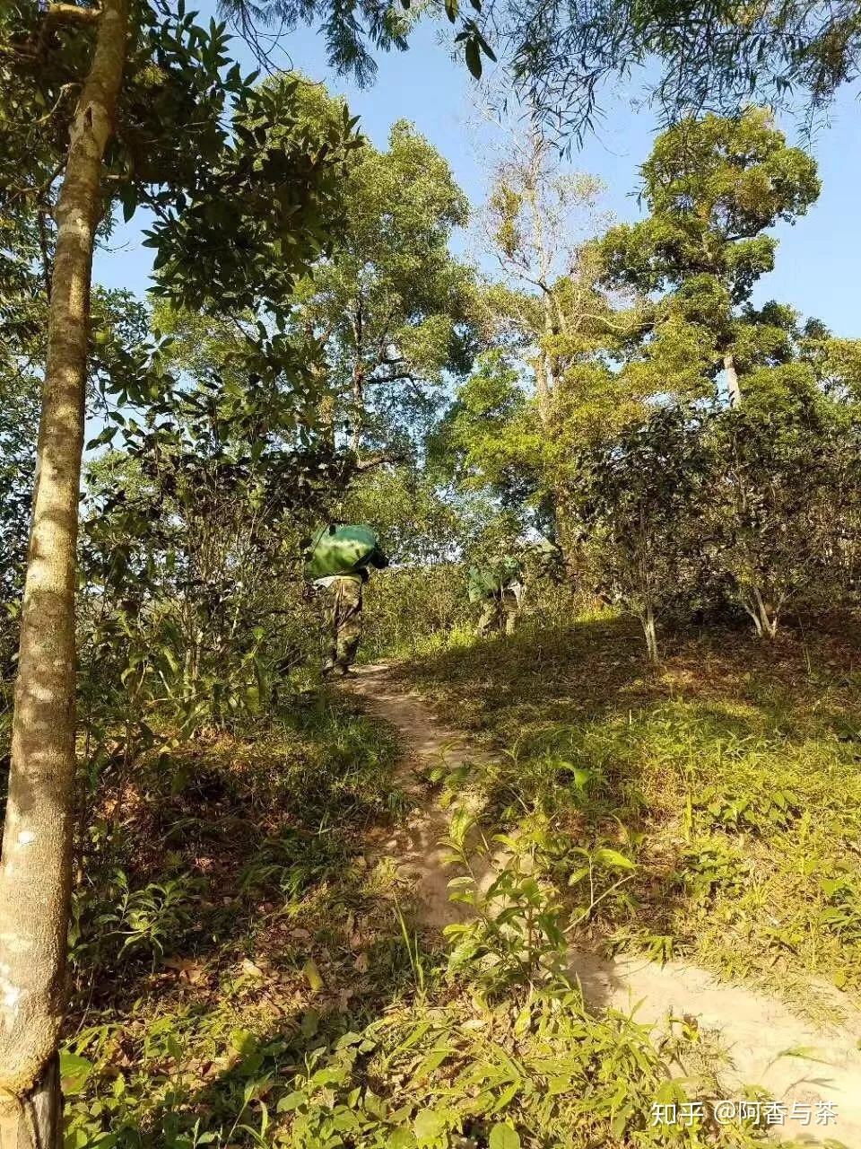 2022年刮風(fēng)寨茶王樹古樹茶多少錢一公斤？