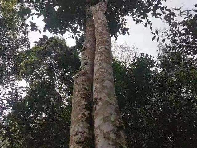 2022年冷水河古樹春茶口感？