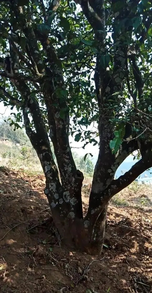 2022年冷水河古樹春茶多少錢一公斤？