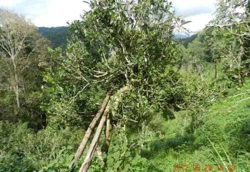 2022白沙河古樹春茶特點？