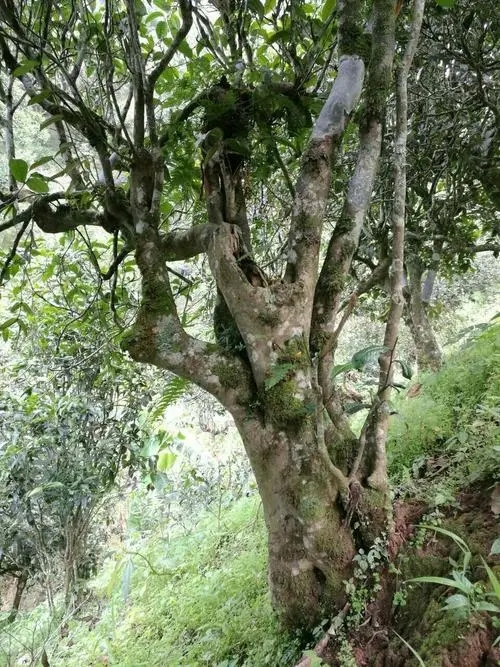 2022年黑水梁子古樹春茶特點？