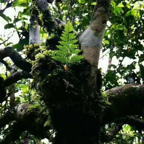 2022年黑水梁子古樹春茶價(jià)格？