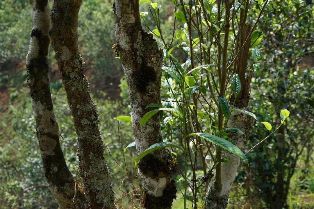 2022年黑水梁子——與你一起，走進(jìn)茶馬古道的源頭