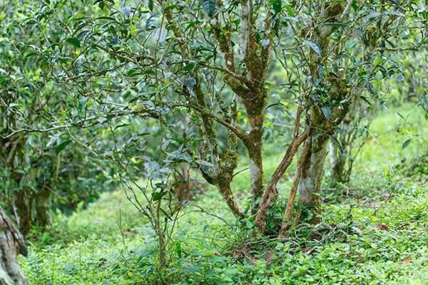 2022年刮風寨茶坪古樹春茶口感？