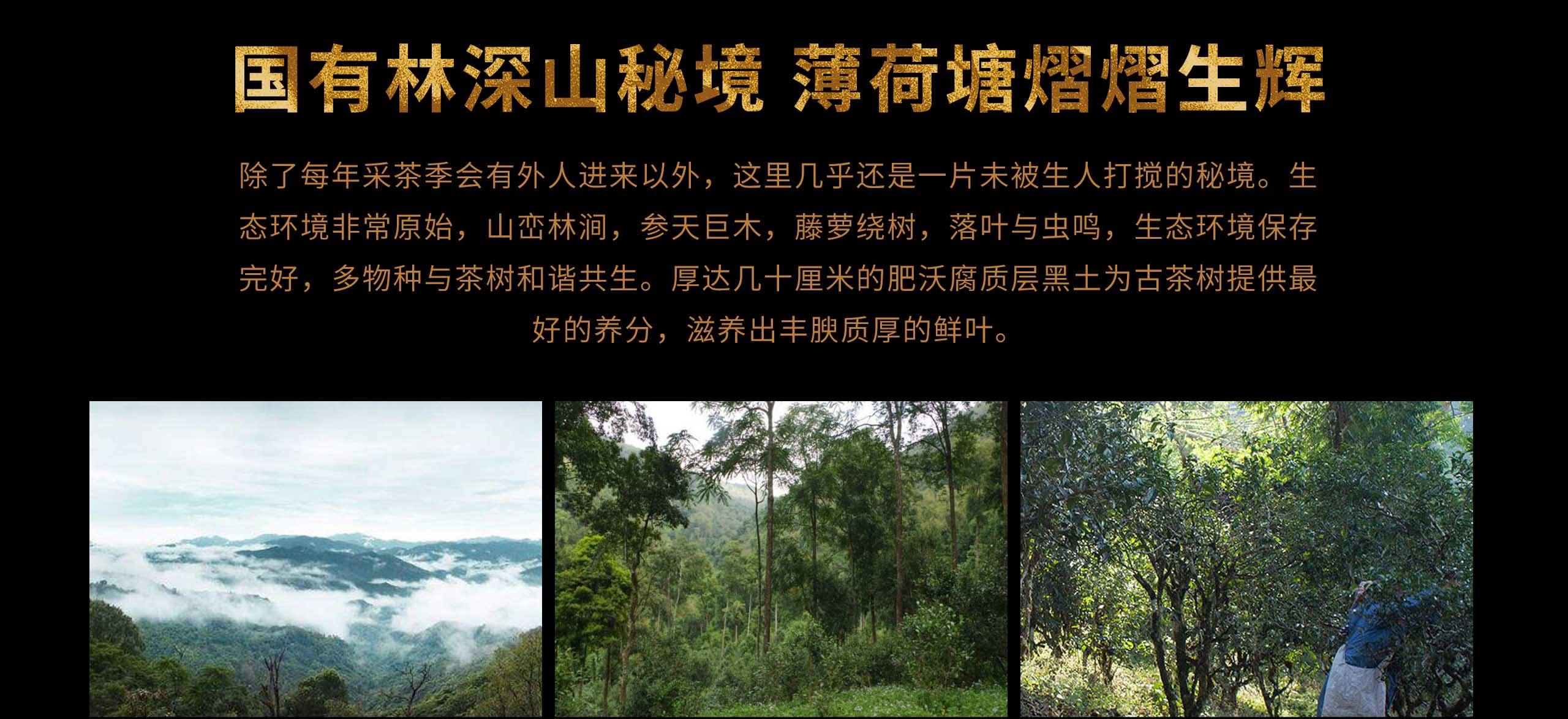 2022年薄荷塘古樹春茶特點(diǎn)？