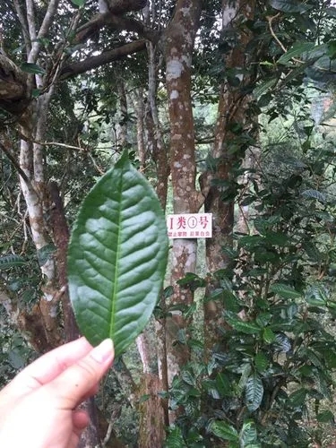 2022年薄荷塘古樹春茶價(jià)格？