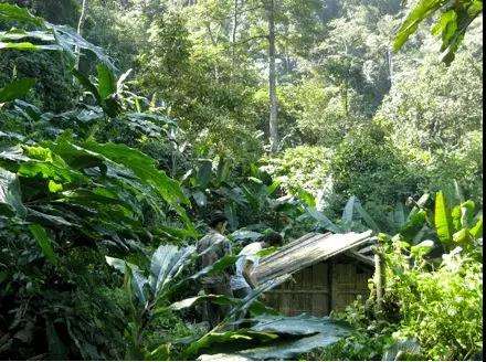 2022年薄荷塘古樹(shù)春茶多少錢(qián)一公斤？