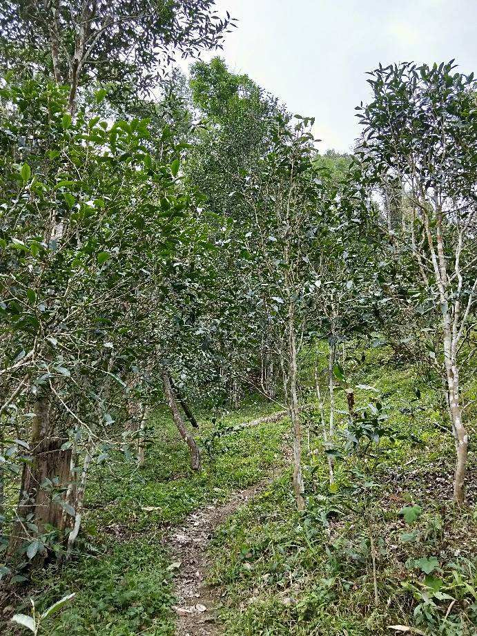 2022年多依樹古樹春茶特點？