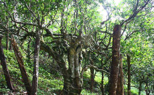 2022年多依樹古樹春茶口感？