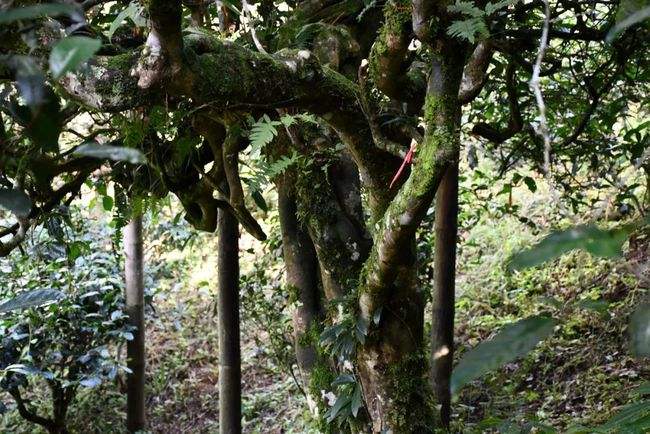 2022年多依樹古樹春茶多少錢一公斤？