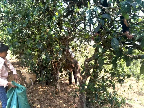 2022年易武張家灣古樹(shù)春茶特點(diǎn)？